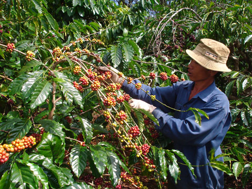 Mưa[-]kéo[-]dài[-]làm[-]chậm[-]tiến[-]độ[-]thu[-]hoạch[-]cà[-]phê[-]ở[-]Tây[-]Nguyên[-]